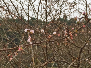 冬桜２