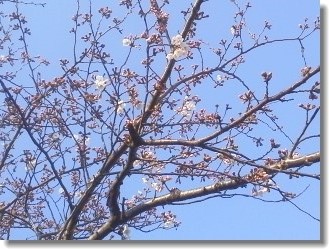 桜16-03-29_001