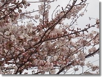 桜16-04-01_003