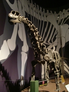 Camarasaurus 3