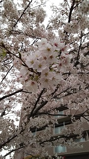 桜縮小