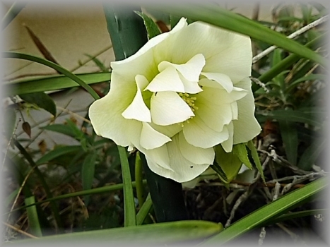 八重の白い花