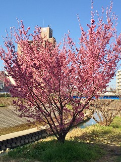 香流川　早咲きの桜