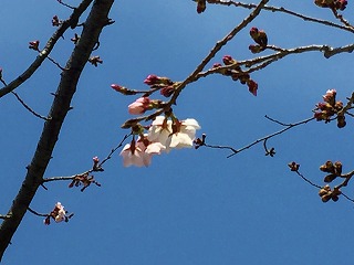 桜　一分咲き