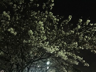 団地　夜桜　2016/3/30