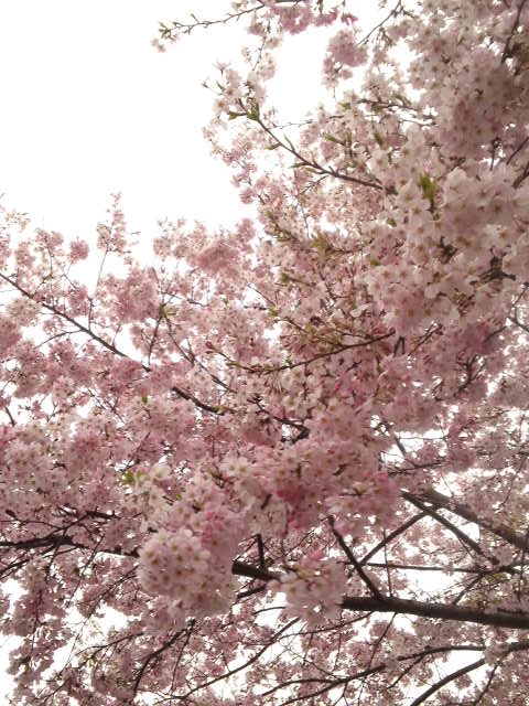 桜の木1