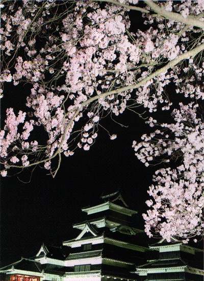 松本城夜桜