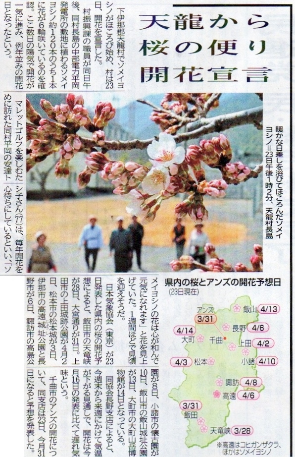 20160324桜開花信濃毎日新聞