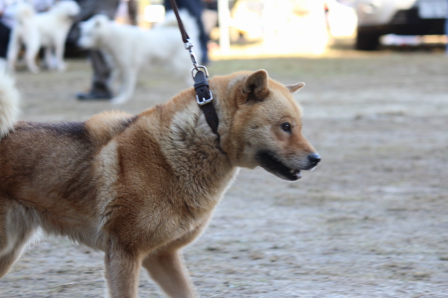 北海道犬協会 第100回 本部展覧会・・・5 | 風と牙