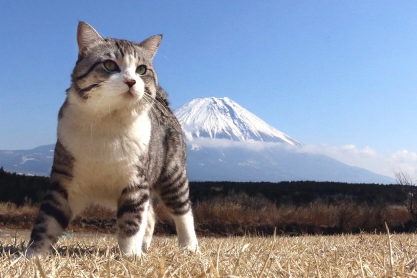 富士と猫