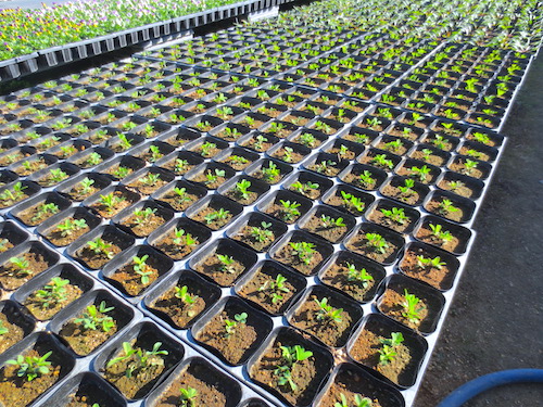 トリフォリウム　ルベンス　Trifolium rubens 宿根草　生産　販売　松原園芸　