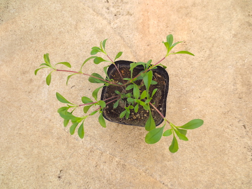 サポナリア　オキモイデス（ナデシコ科　学名：Saponaria ocymoides）　摘芯　ピンチ　生産　販売　松原園芸　