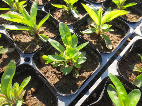 Dianthus barbatus var. nigrescens 'Sooty'　ダイアンサス 　スーティーブラック　黒花ビジョナデシコ ヒゲナデシコ 　 育種　生産　販売　松原園芸