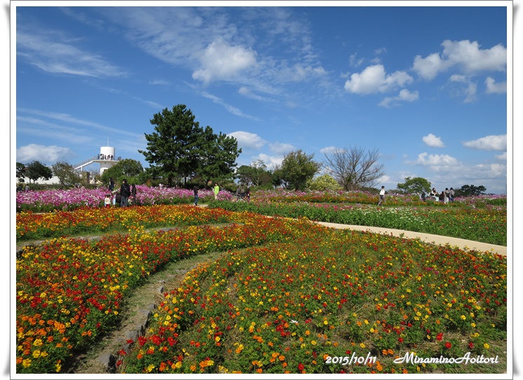 花いろいろ2015-10-11海ノ中道海浜公園 (215)