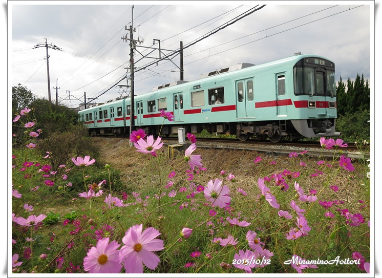 コスモスと電車2015-10-12北野コスモスロード (102)