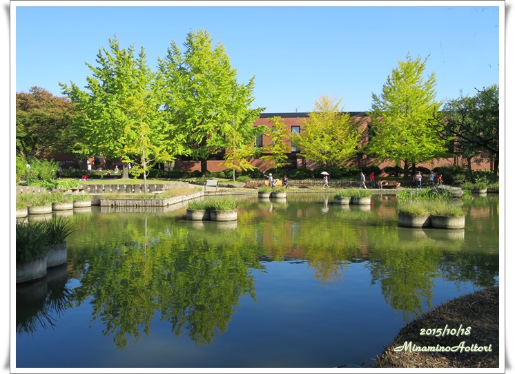 イチョウ木立・池2015-10-18石橋文化センター・中央公園 (127)