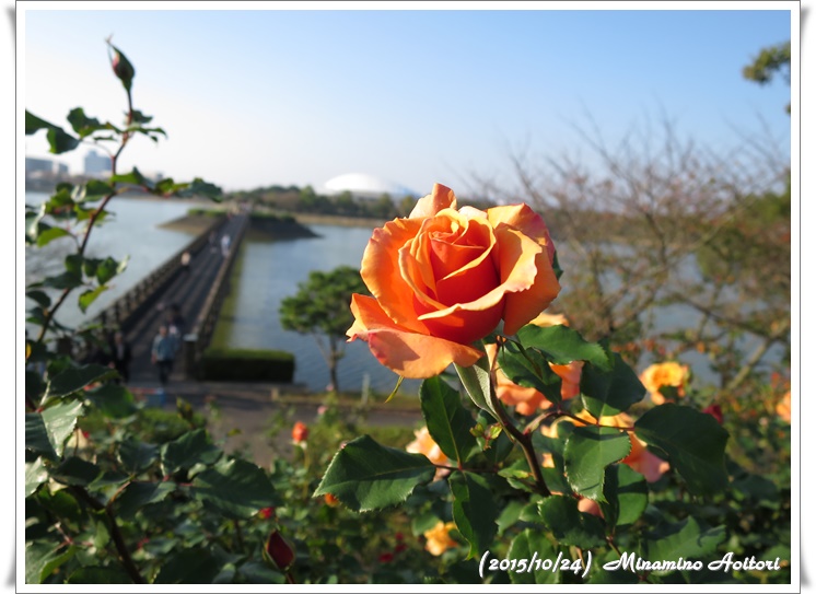 オレンジ色のバラと橋2015-10-24駕与丁公園 (106)