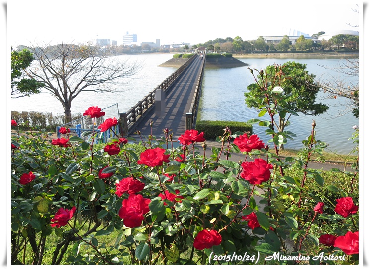 赤いバラと橋2015-10-24駕与丁公園 (89)