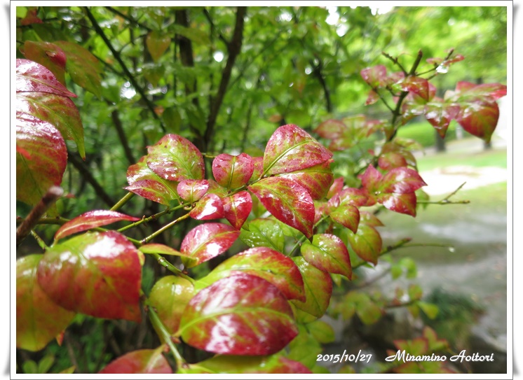 緑と赤のグラデーション葉っぱ2015-10-27東公園 (115)