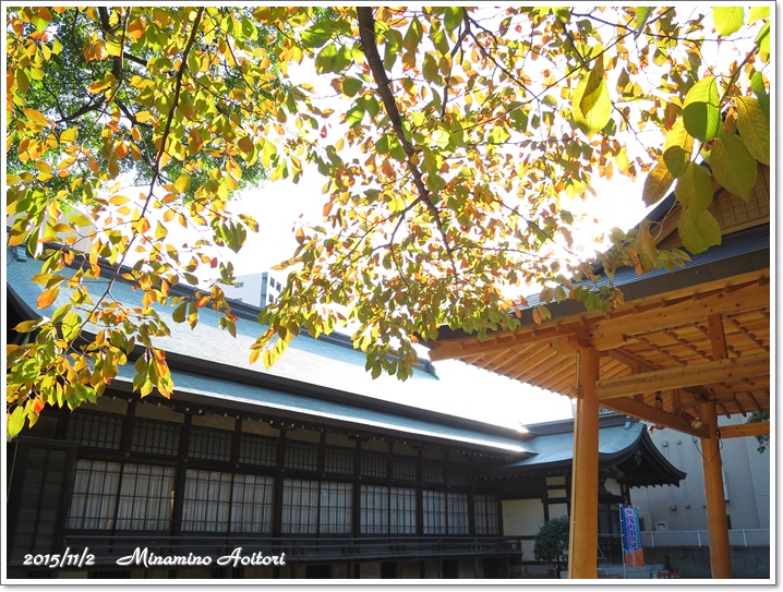 土俵と桜の葉2015-11-02土俵入り(住吉神社) (175)