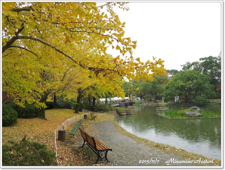 イチョウ(明)2015-11-07石橋文化センター・中央公園 (355)