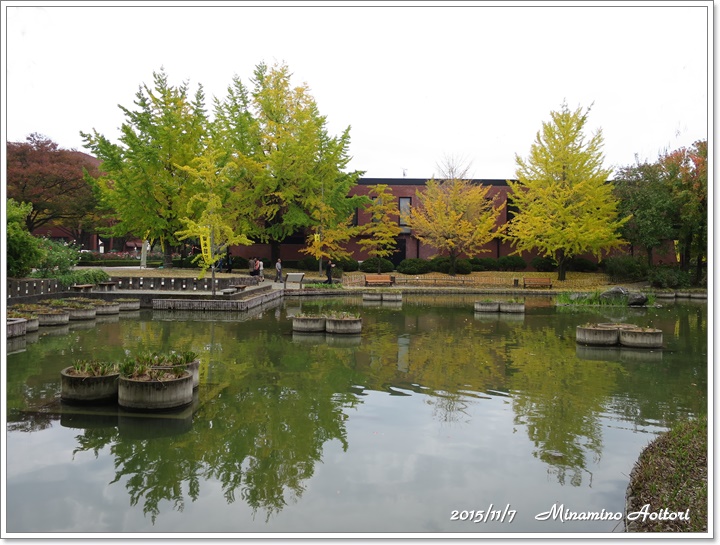 イチョウ木立2015-11-07石橋文化センター・中央公園 (99)
