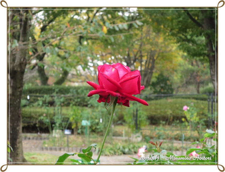 赤バラ2015-11-07石橋文化センター・中央公園 (290)