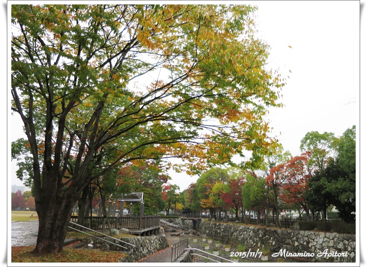 紅葉(道沿い)2015-11-07石橋文化センター・中央公園 (430)
