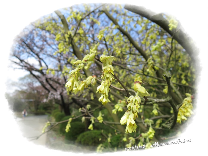 桜とトサミズキ2016-03-26石橋文化センター(桜二分咲き) (275)