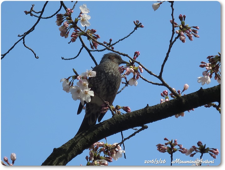 桜とヒヨドリ2016-03-26石橋文化センター(桜二分咲き) (134)