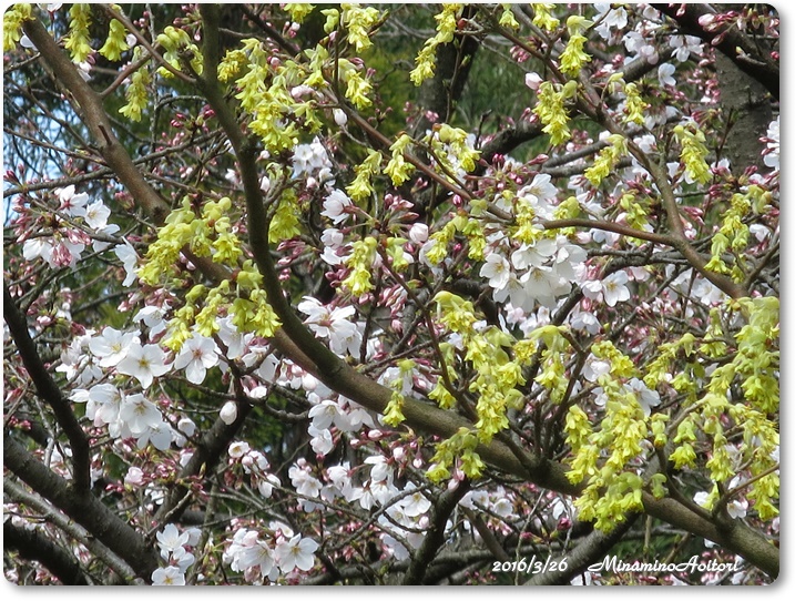 桜とトサミズキ2016-03-26石橋文化センター(桜二分咲き) (285)