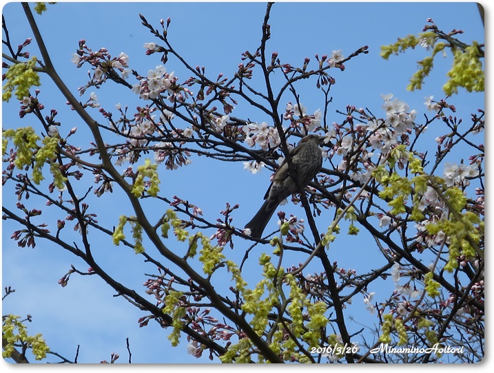 桜とヒヨドリ2016-03-26石橋文化センター(桜二分咲き) (292)