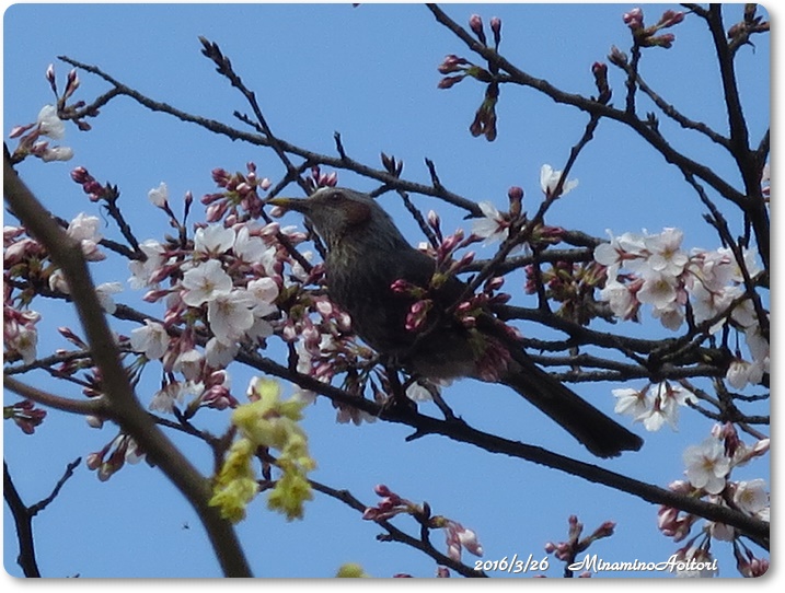 桜とヒヨドリ2016-03-26石橋文化センター(桜二分咲き) (288)
