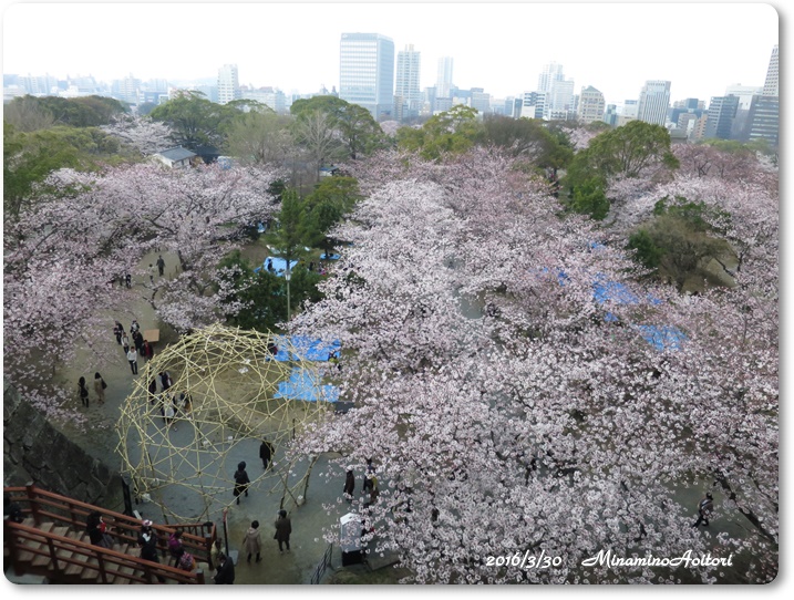 天守台から2016-03-30福岡城跡(舞鶴公園)桜満開 (177)