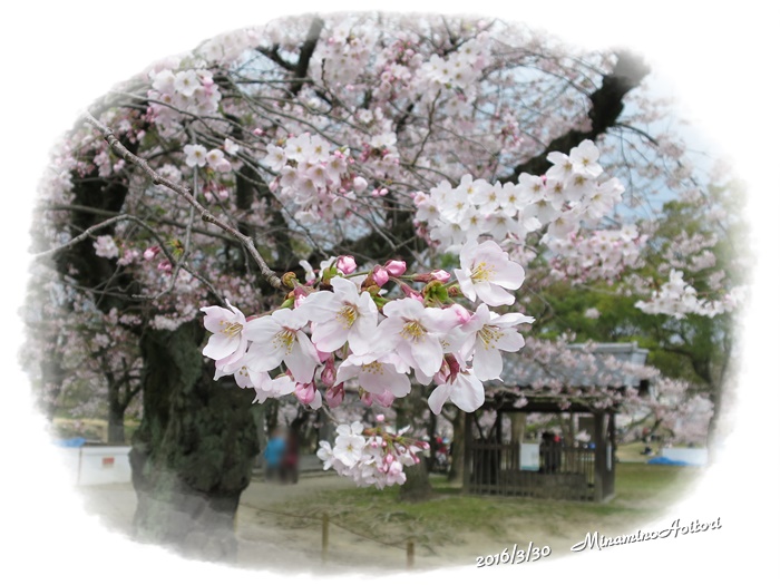 桜2016-03-30福岡城跡(舞鶴公園)桜満開 (215)