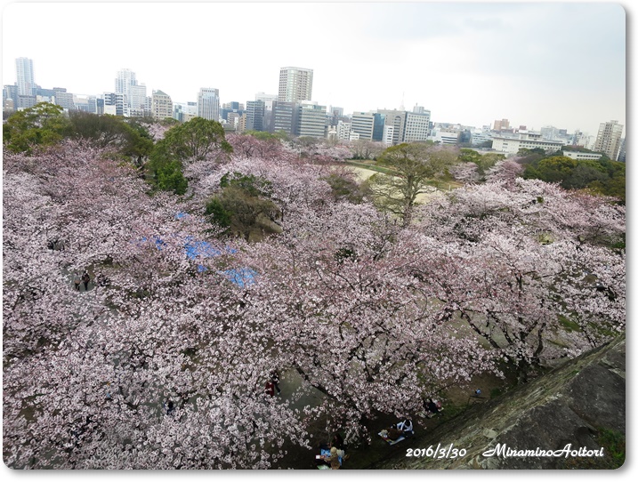 天守台から2016-03-30福岡城跡(舞鶴公園)桜満開 (179)