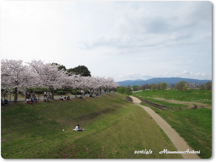 百年公園2016-04-02桜満開(朝倉・久留米) (305)