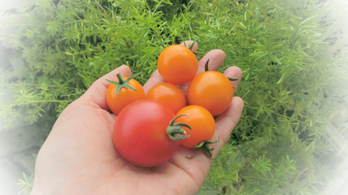 tomato151030-3