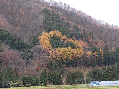 2015-11 ｼﾞｭﾈｽ栗駒06