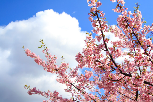 大根島の1000本桜