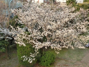 ４月桜2