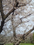 桜20160330 (3)