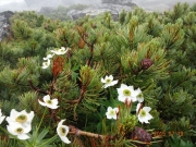 山頂付近に咲くハクサンイチゲ