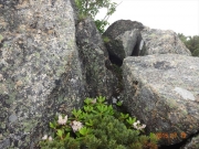 大岩の陰に身を守って咲くシャクナゲ