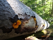 登り道の倒木に寄生するオレンジ色の物体