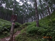 歩きやすい登山道。樹の幹を食害保護