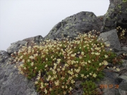 東峰と西峰の稜線上に咲くシコタンソウ