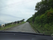 黒菱に向かう山道で放牧牛に遭遇
