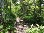 樹林帯の中の登山道