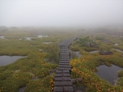 霧雨の中の雲ノ平の湿原